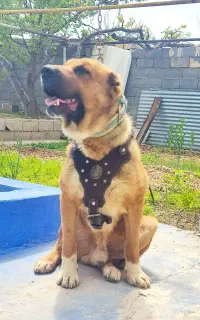 سگ   گ       م شده آشخانه