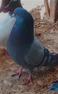 سبز نر