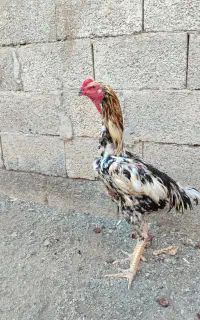 خروش لاری اوشامو اصل