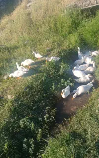 اردک