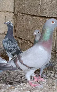 کبوتر