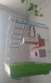 فروش پرنده