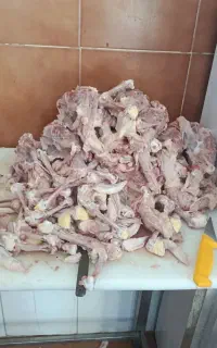 اسکلت مرغ
