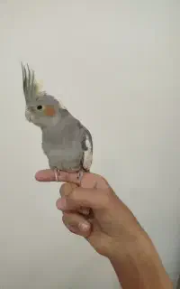 عروس هلندی نر