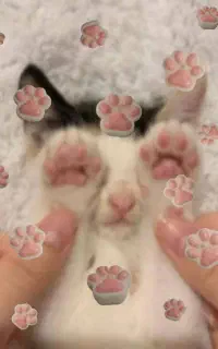 شمع پنجه گربه