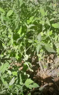 نهال گوجه