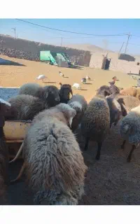 دستگاه درو گر پشت تراکتور