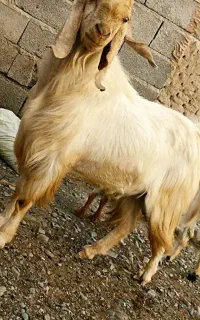 گوسفند پاچن چاقه چله حراج