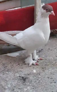 کبوتر هلمت