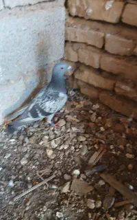 معاوضه کبوتر