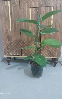گل طبیعی (فیکوس)فوق العاده زیبا