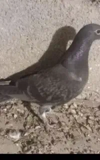 کفتر یا پرنده جوجه دوبر فراری