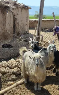 بز ترکی شهرکردی داشتی
