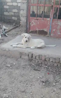 ماده پژدر ۸۰روزه