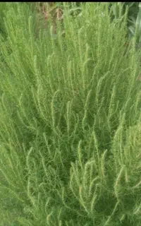 جارو شهرداری بزرگ درجه یک