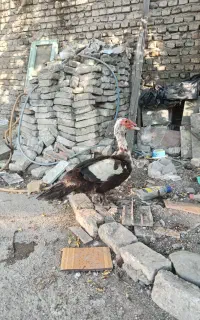 اردک خارجی نر بالغ