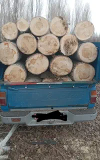خرید و فروش انواع درخت  در محل به قیمت روز