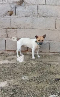 سک بیستی نر  دم فر