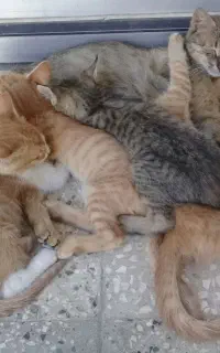 گربه وبچه گربه سالم وسرحال