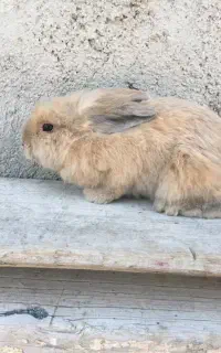 خرگوش مینی لوپ