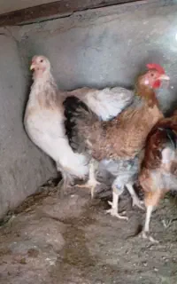 ۴ عدد مرغ تخم گذار