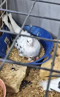 کفتر جفت با جوجه کبوتر