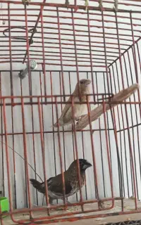 فنج بنگالی خارجی با قفس