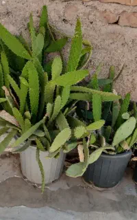 گل طبیعی