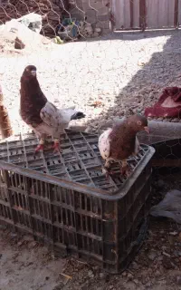 یه چخ کفتر مرتب همه پرشی 44تایی