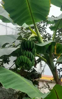 نهال موز
