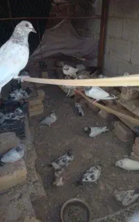موقعیت بمپور