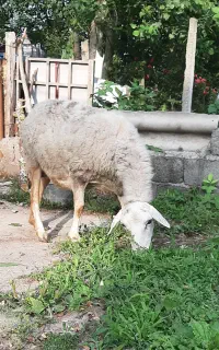 میش رومن