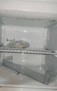 یخچال