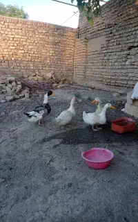 ۳عدد اردک به فروش میرسد