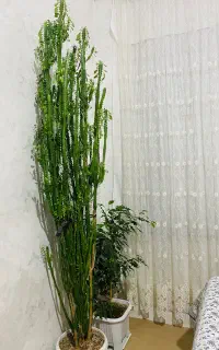 کاکتوس