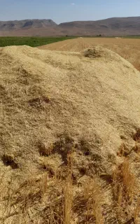 کاه گندم آبی تمیز درجه یک سمیرم حنا