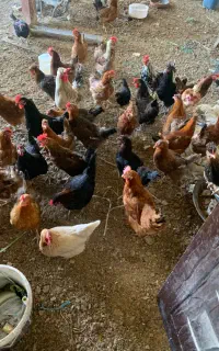 مرغ محلی تخمگذار