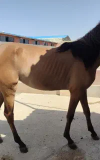 فروش اسب ترکمن