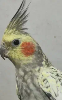 گمشده