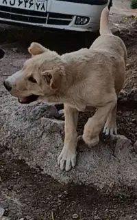 سگ سراب افغان