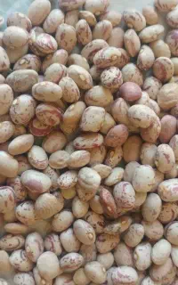 لوبیا چیتی