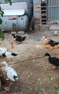 اردک