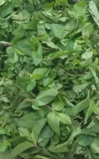 برگ نعنا