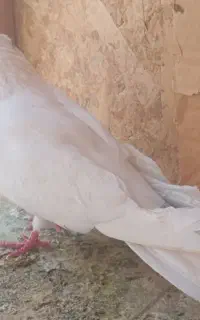 کبوتر نر