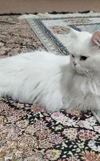 گربه پرشین