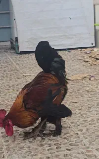 مرغ و خروس دیلگونی