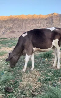 نوبر ماده ۲ عدد