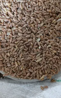 گندم تمیز به شرط پخت نان