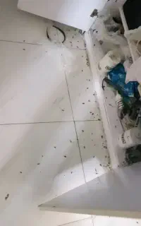 شرکت سم پاشی منازل سوسک ،ساس، موش