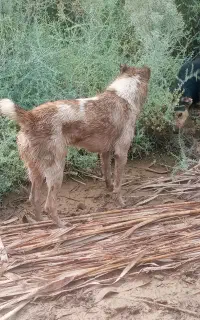 سگ شکاری